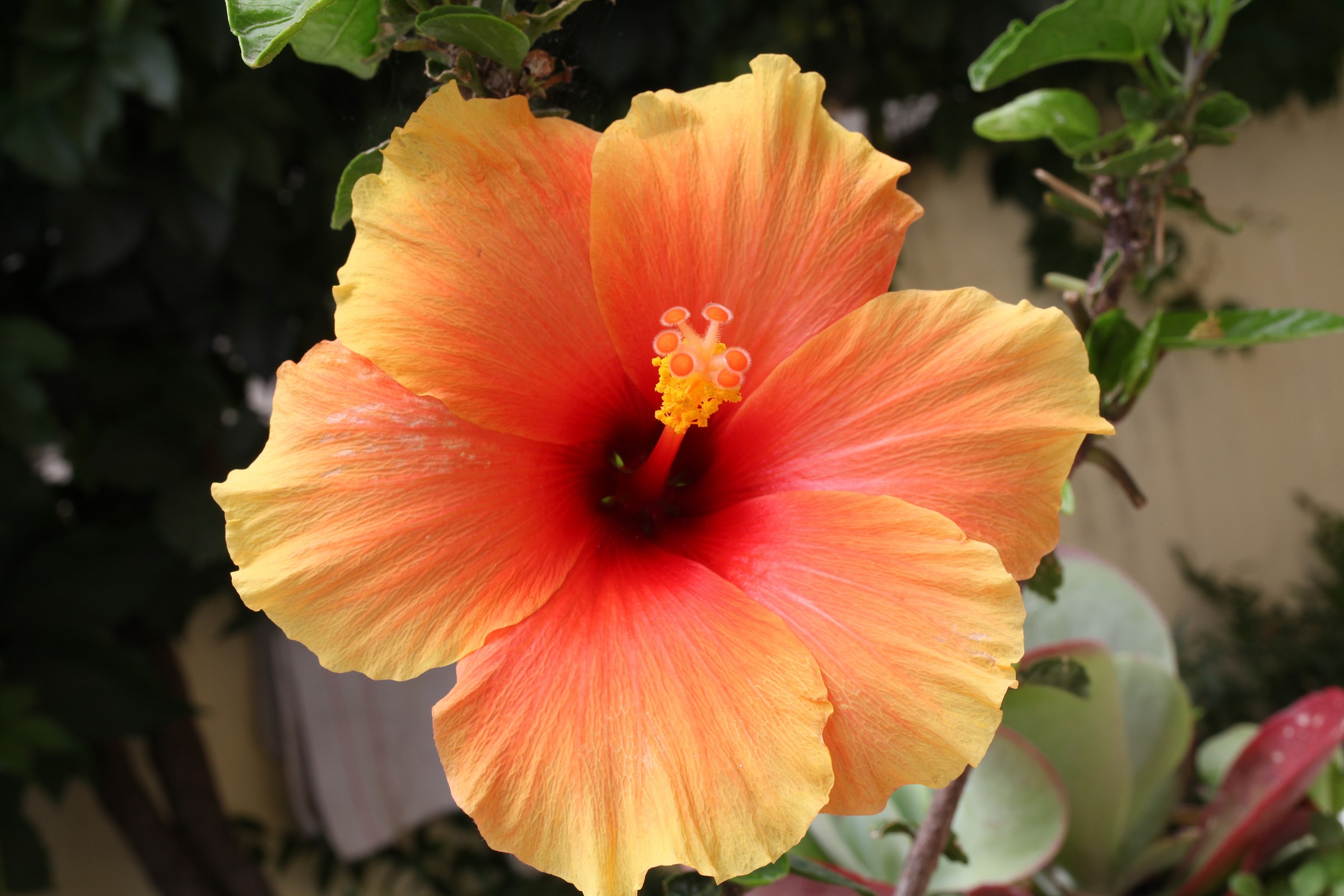 Hibiscus
