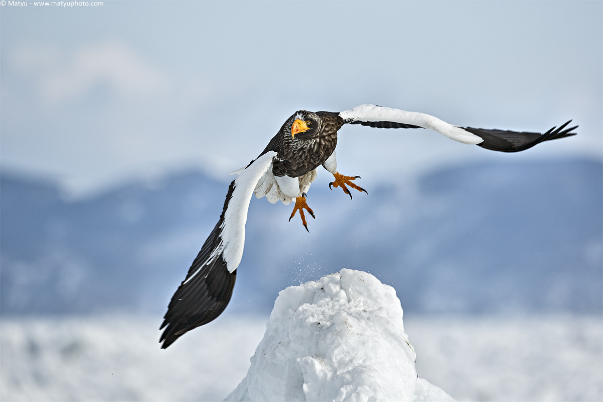Steller's Sea Eagle