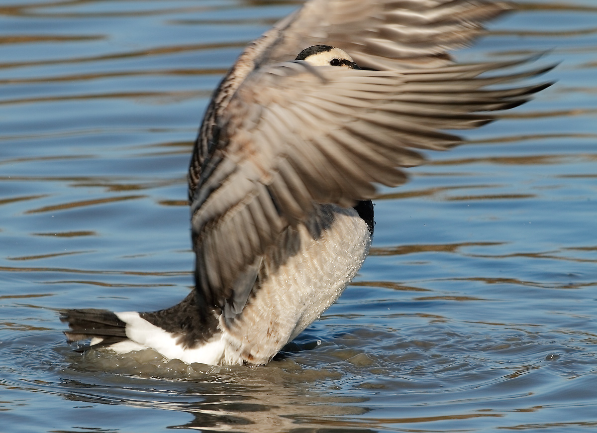 wink ........ goose-faced