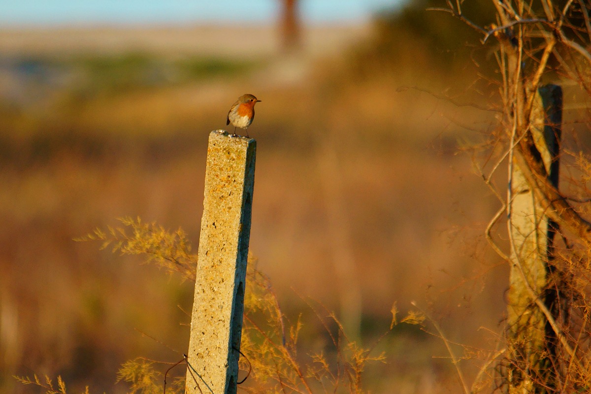 Robin at sunset