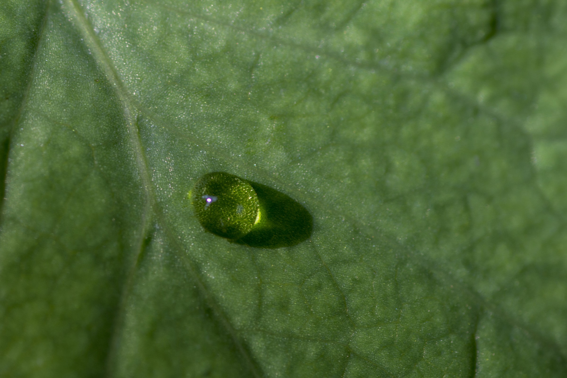 after the rain the sun ..