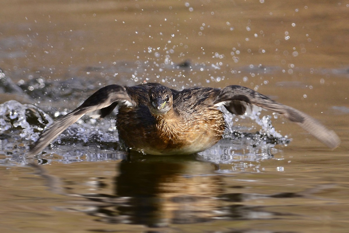 little grebe