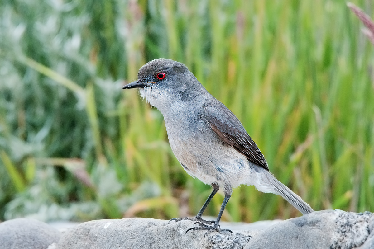 Tiranno occhiodifuoco