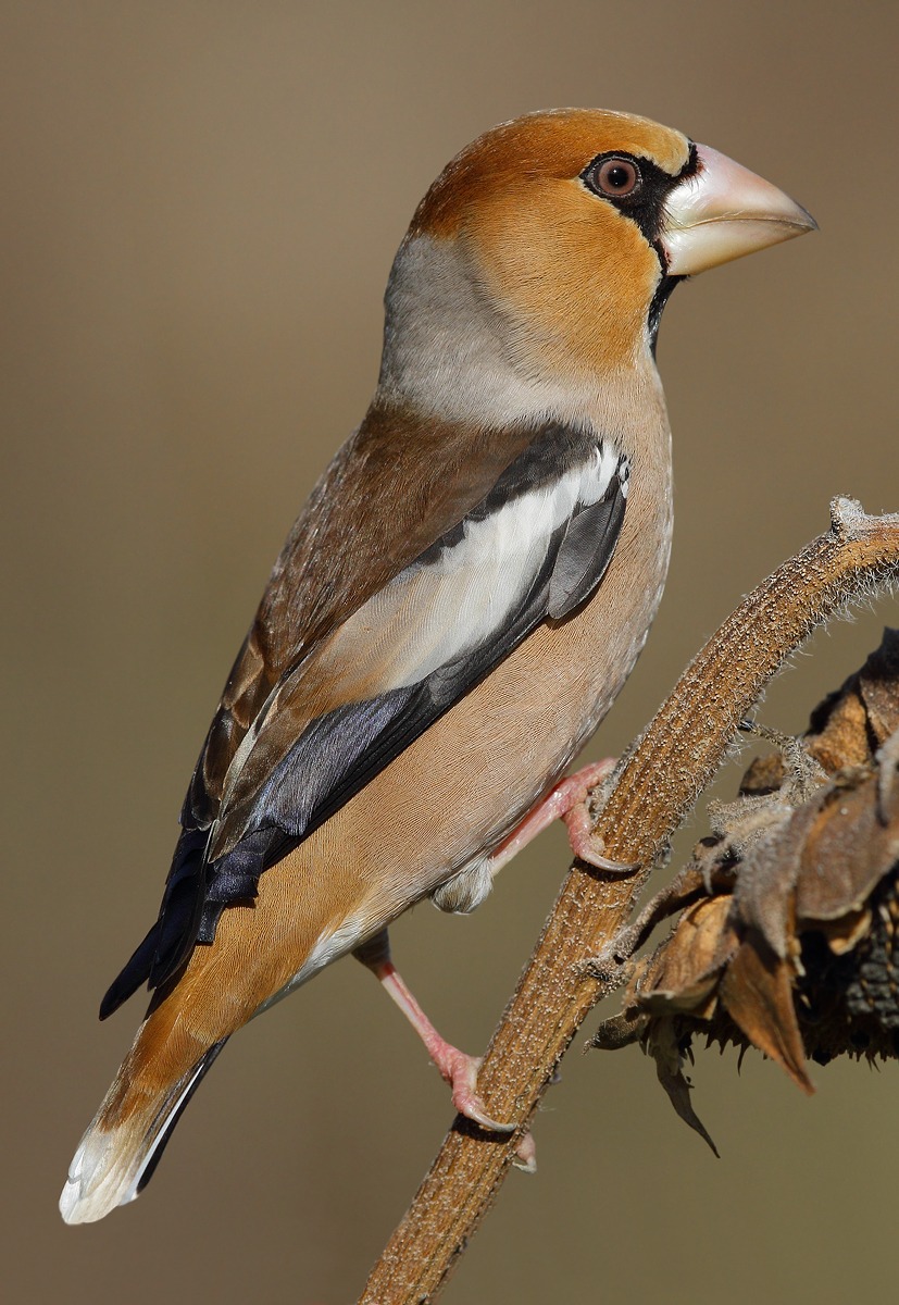 Hawfinch