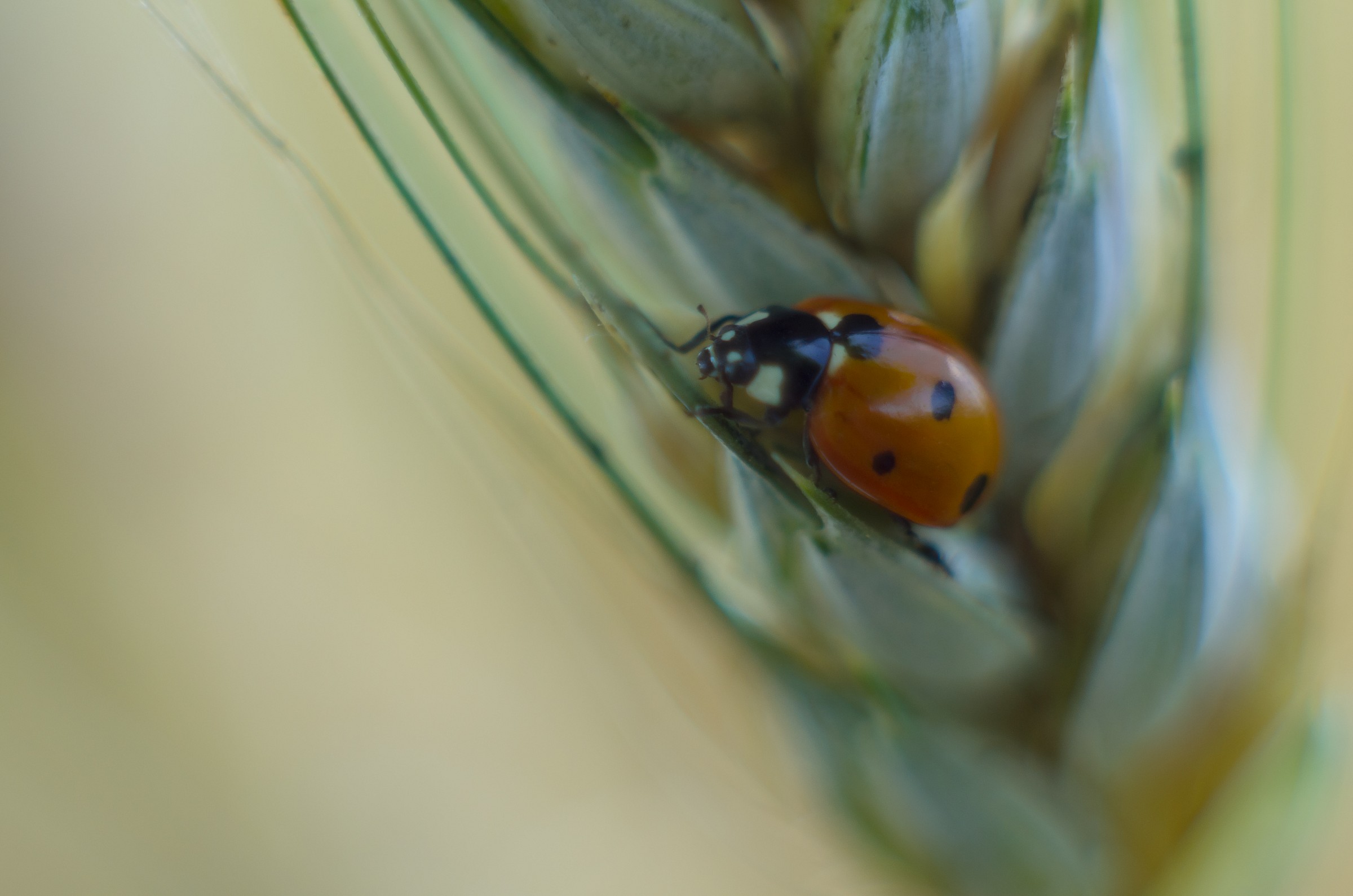 coccinella su grano