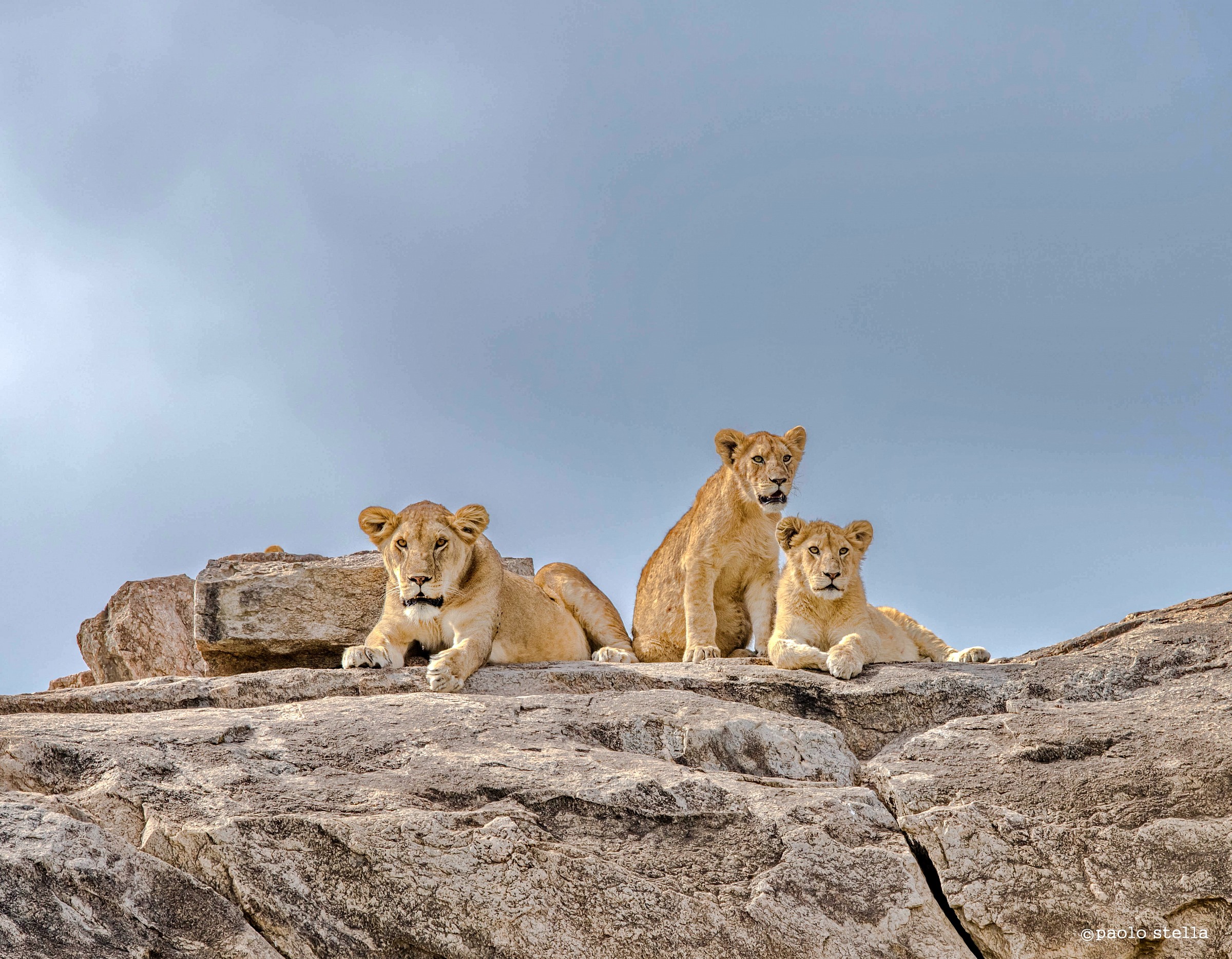 lions on a copje