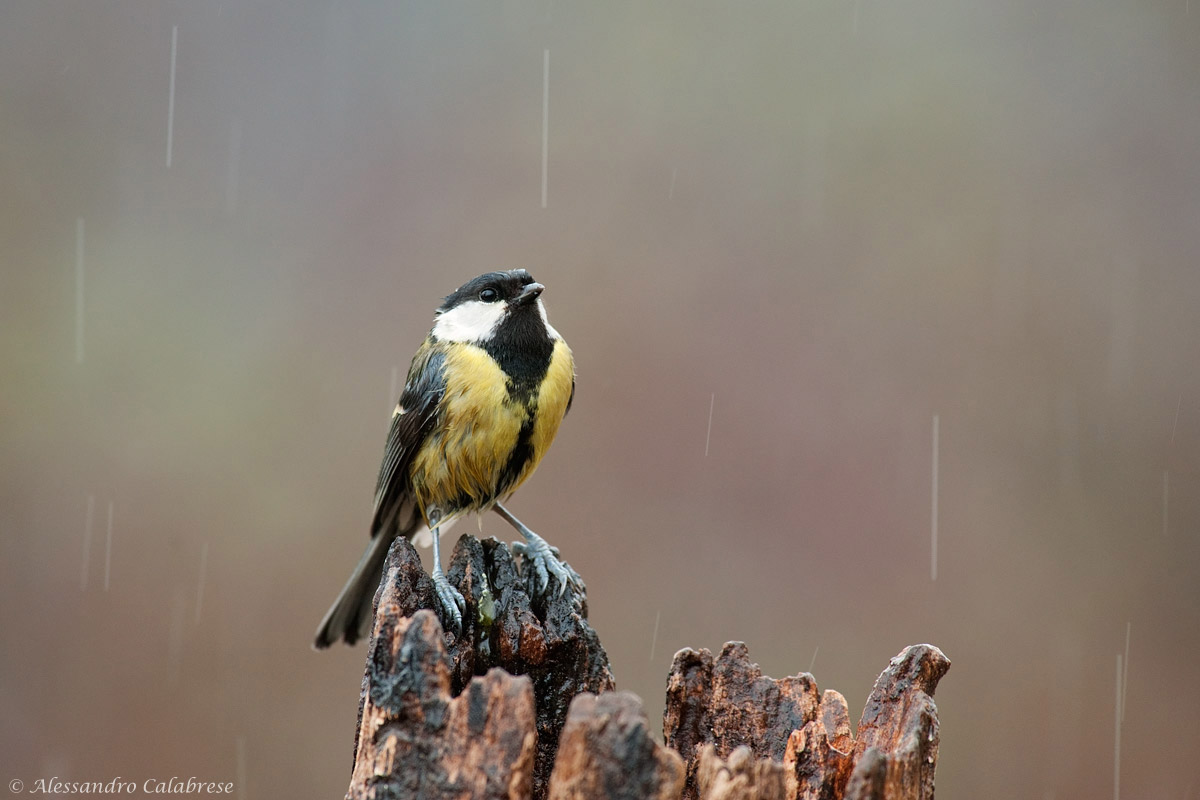 When the rain stops?