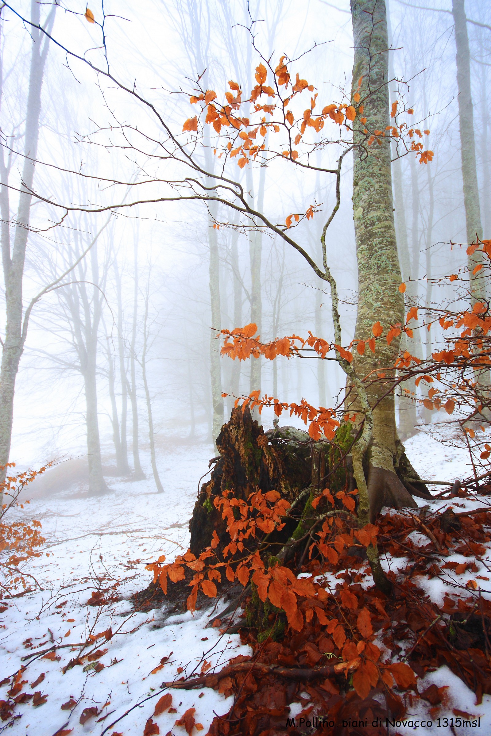 i colori del Pollino