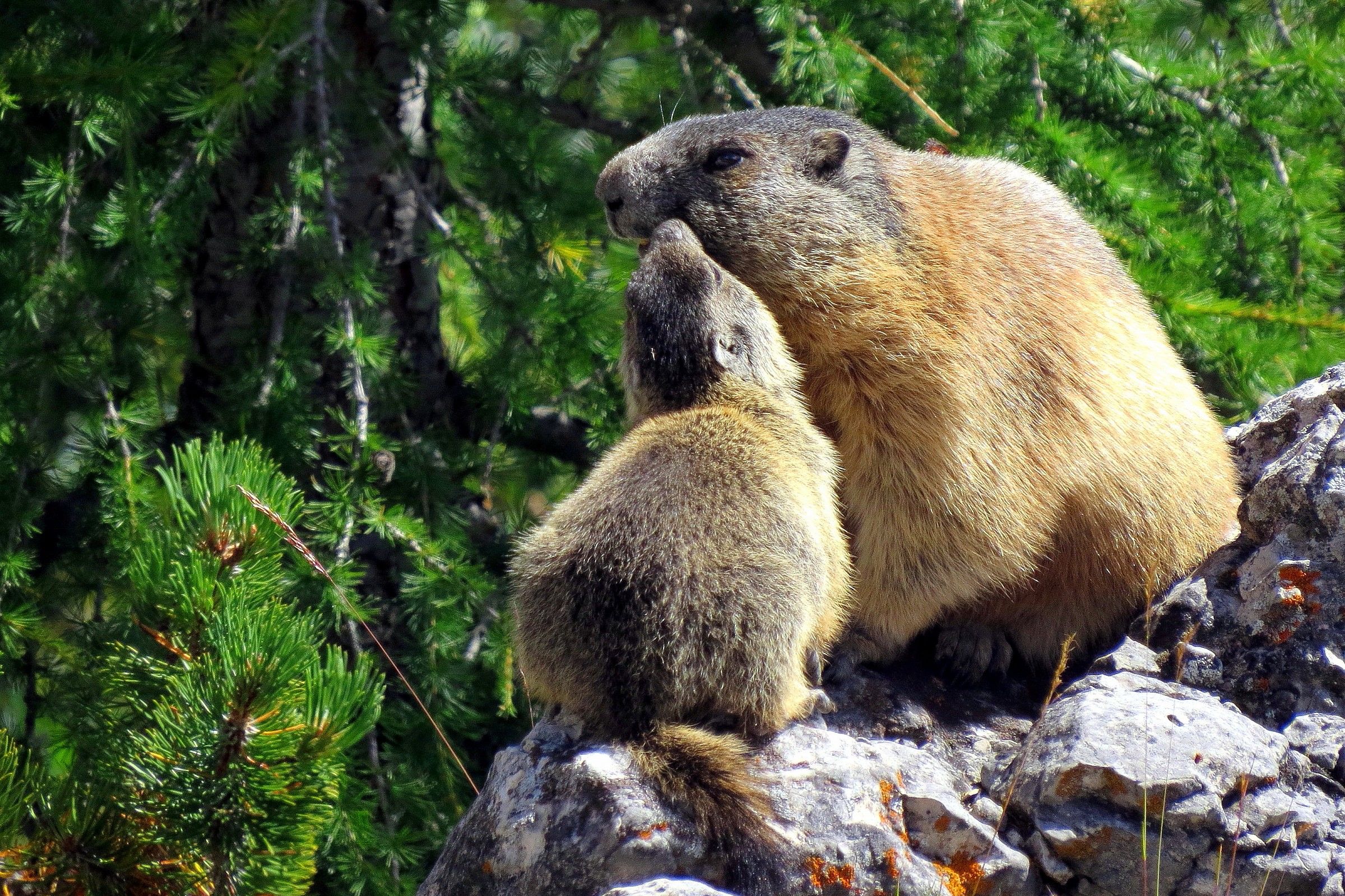 marmots 1