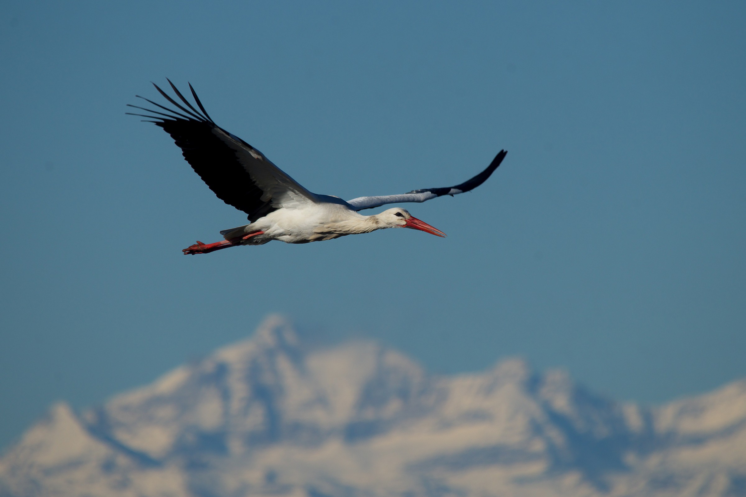 stork 1