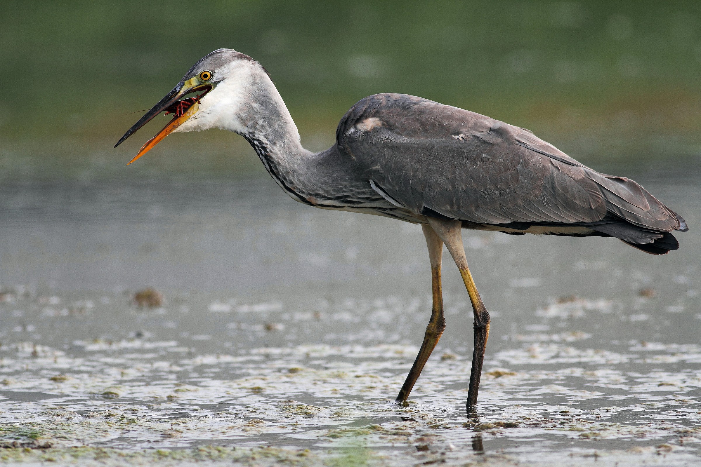 gray heron