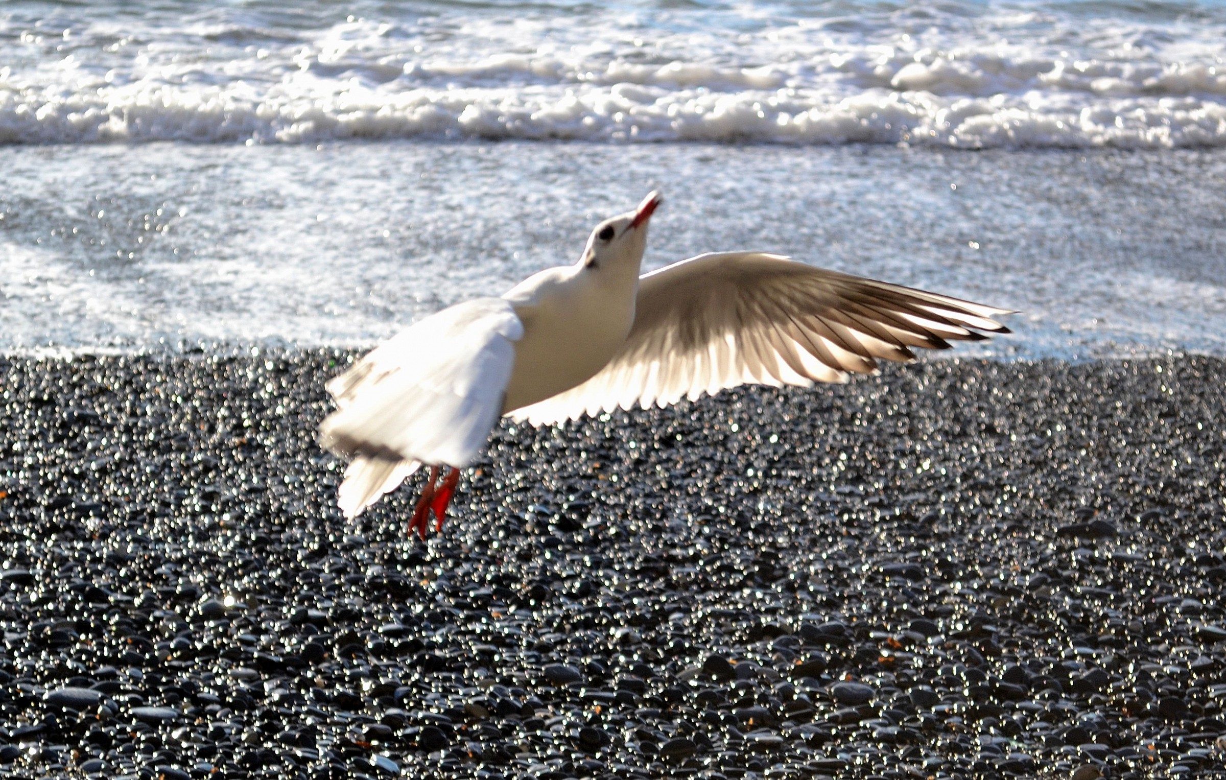 decollo dalla spiaggia di Camogli