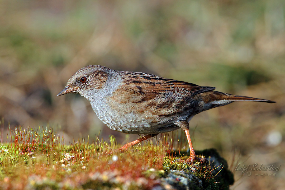 Dunnock