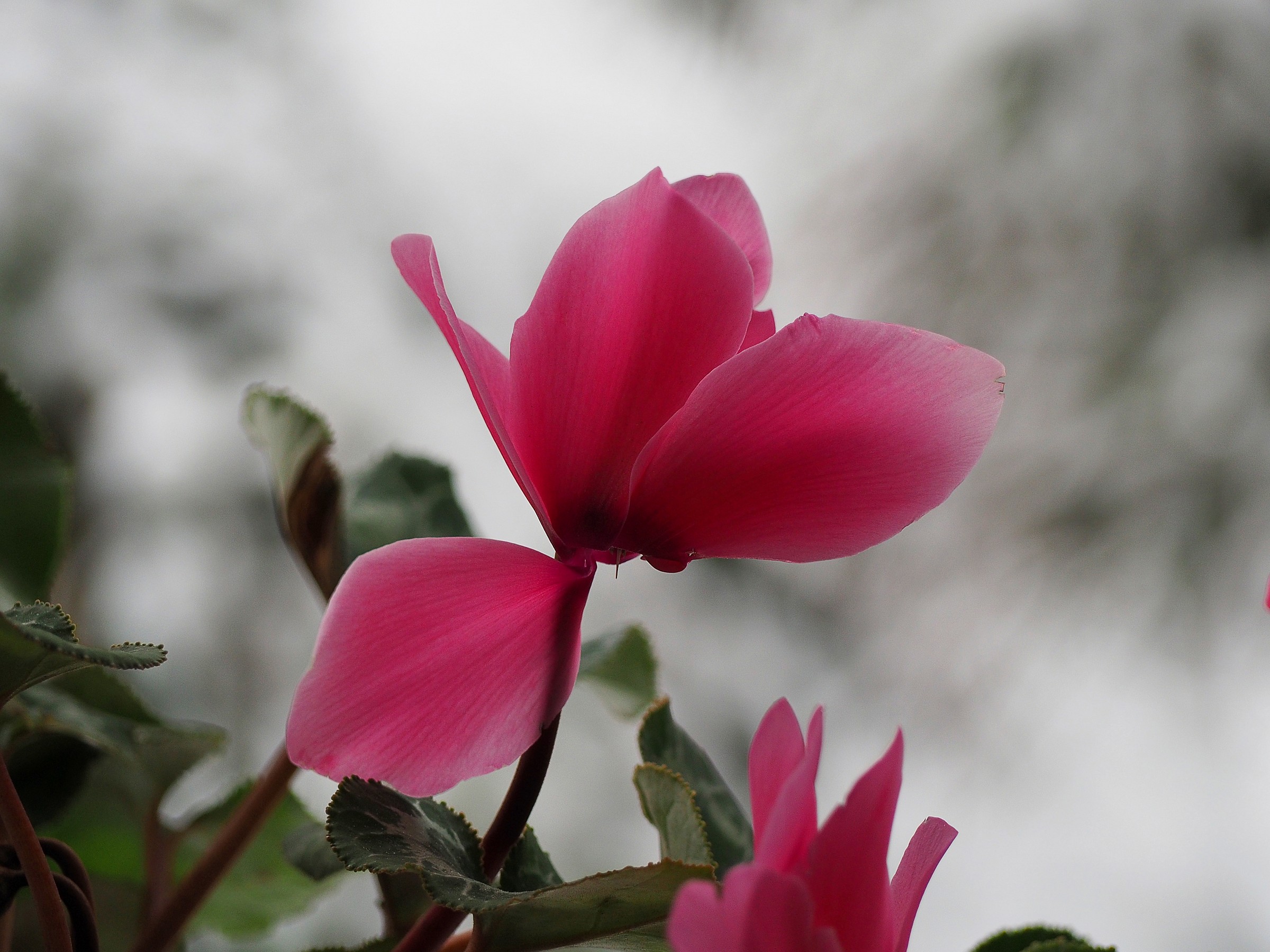 Cyclamen