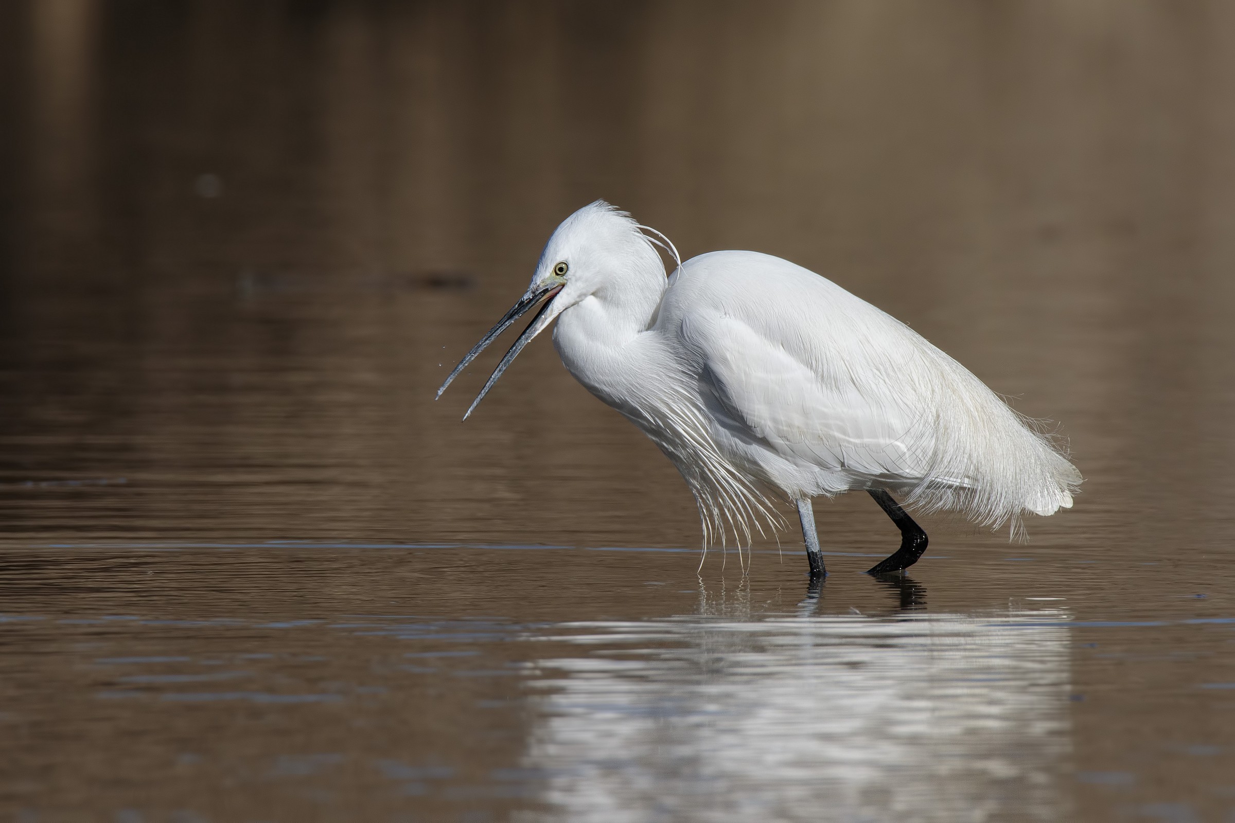 Little Egret