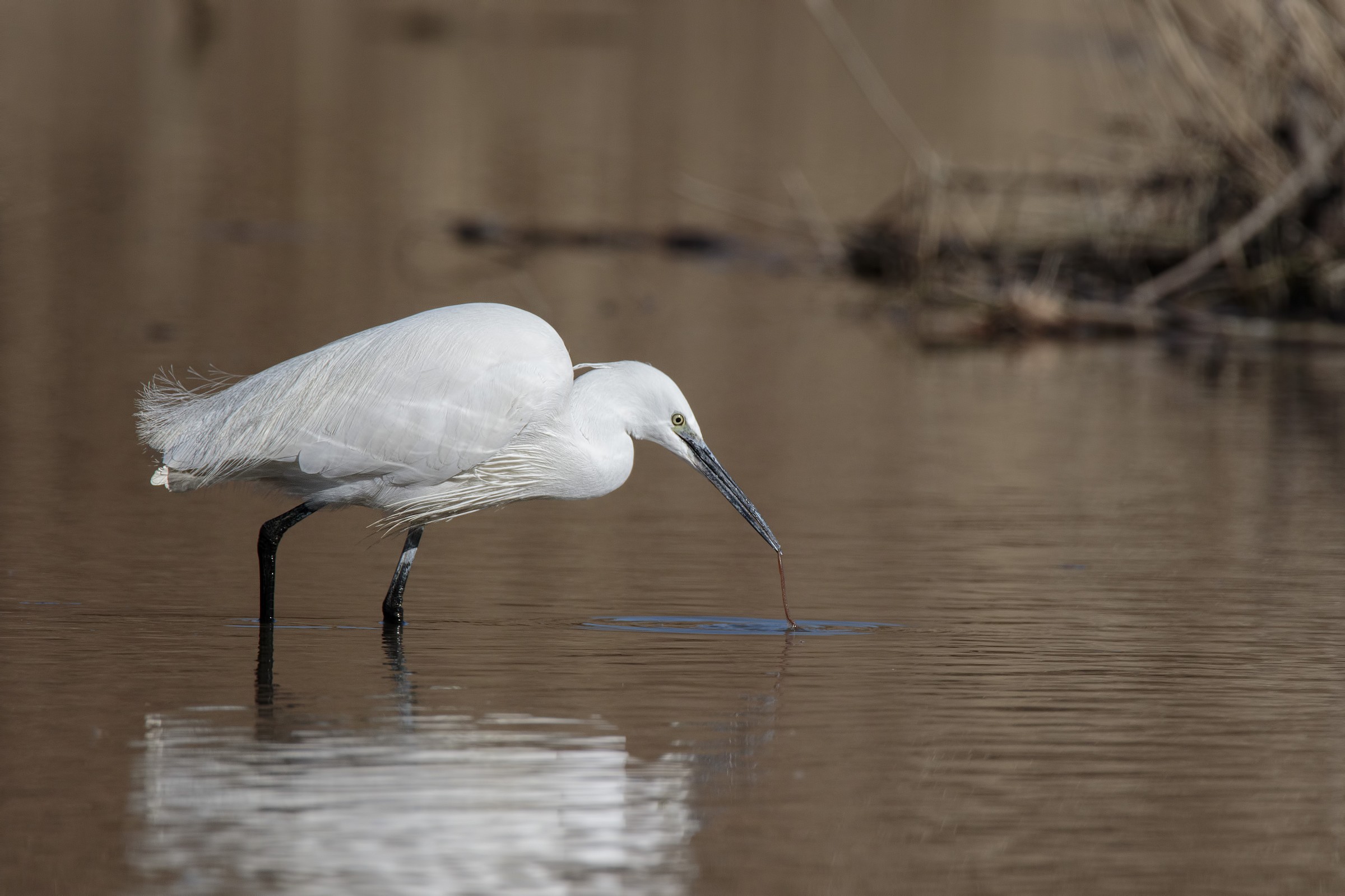 Little Egret