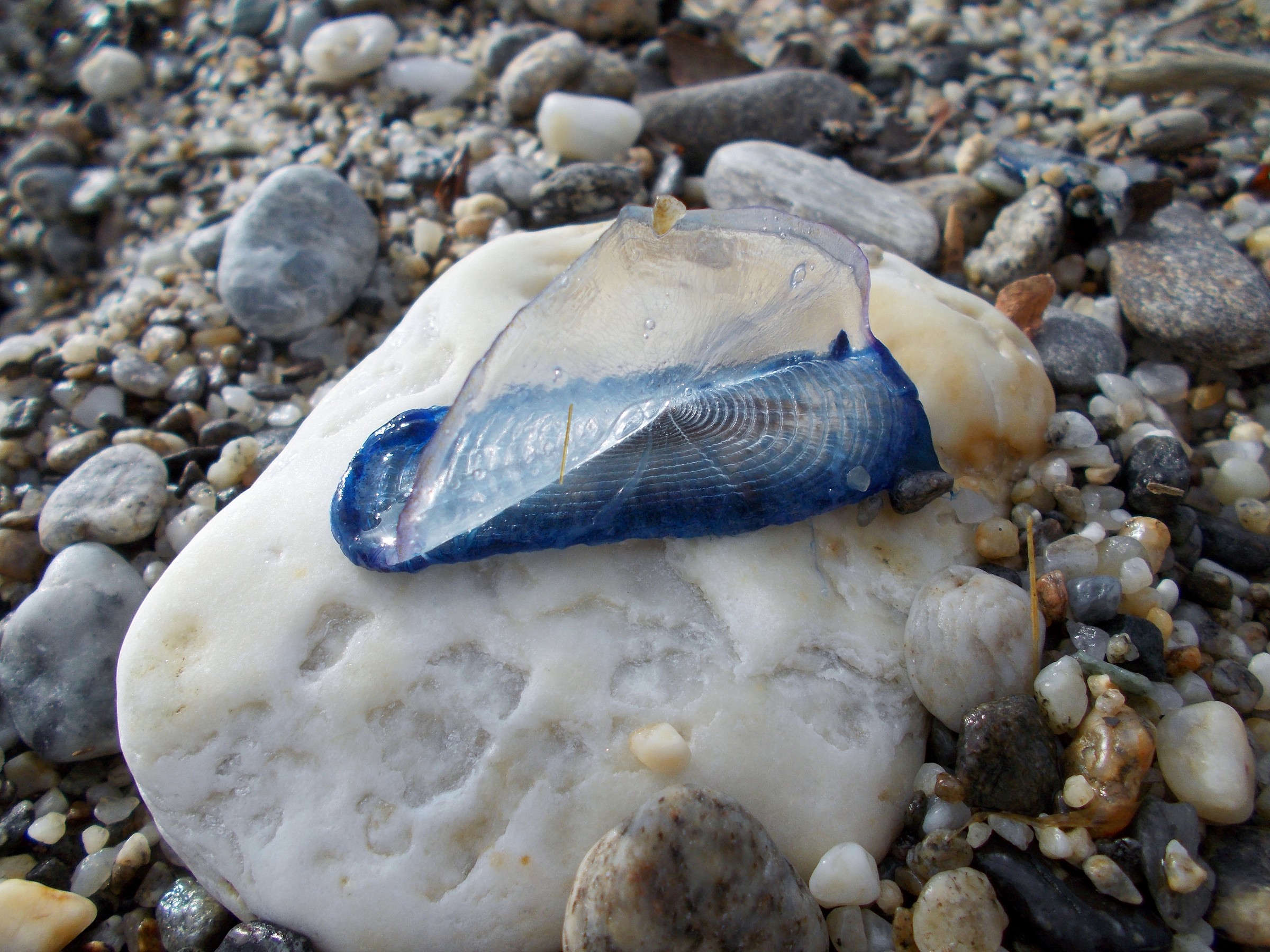 Spiaggiamento velella dopo mareggiata Palmi ( RC )