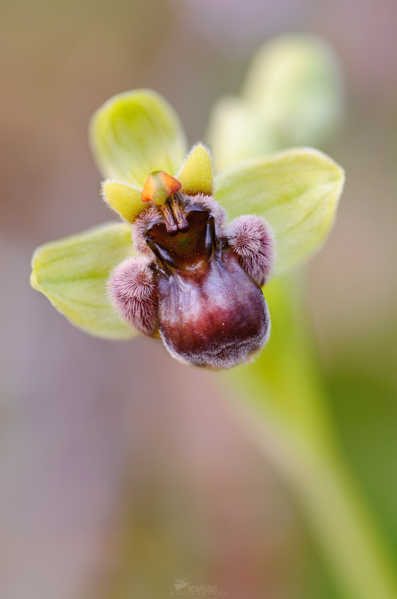 Ophrys bombyliflora