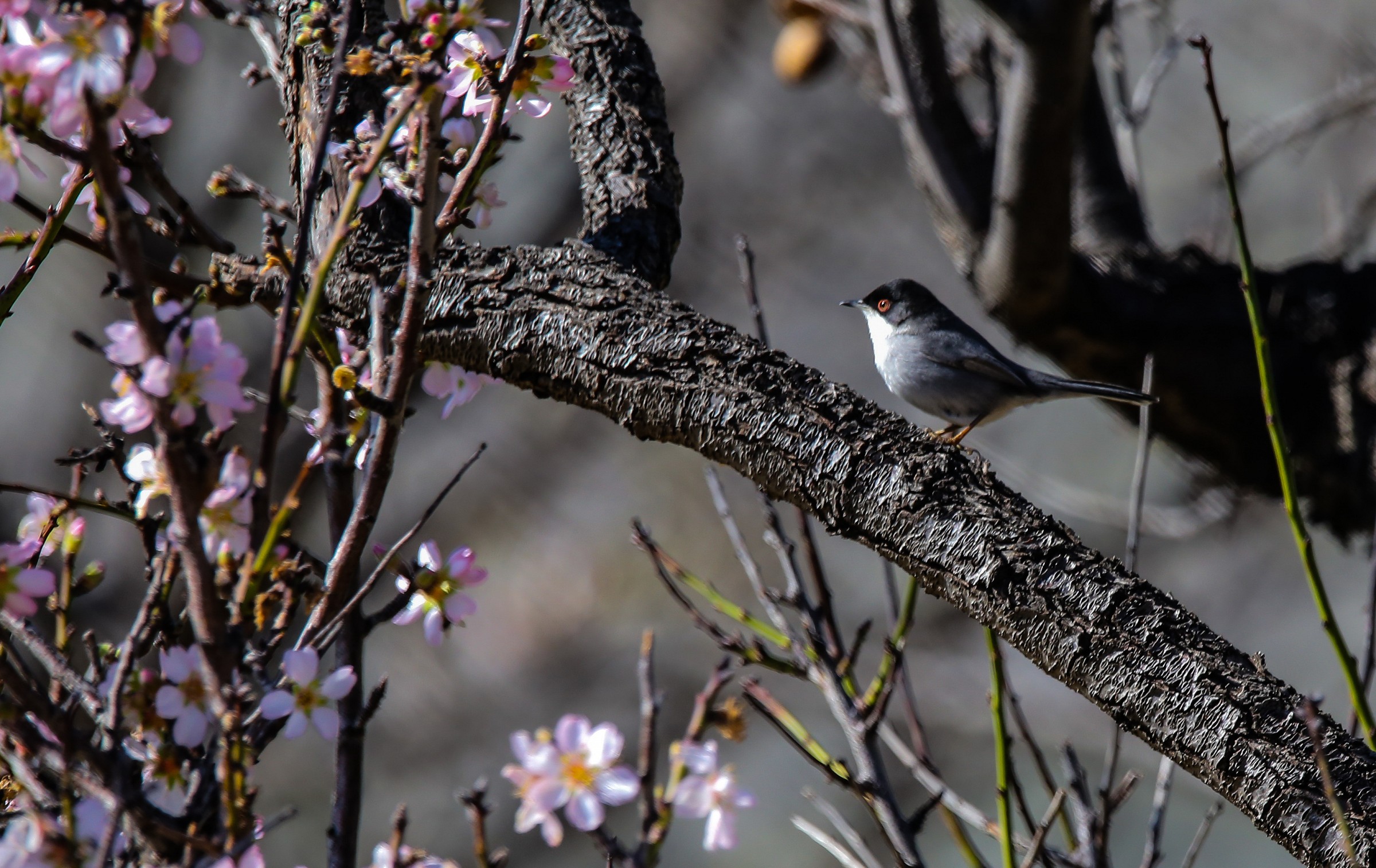 Sardinian Warbler with almond blossom