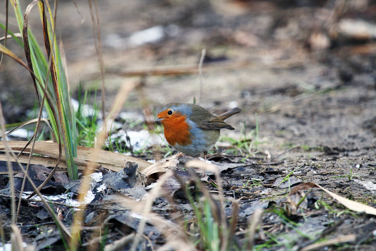 Pettirosso dell'Alberone
