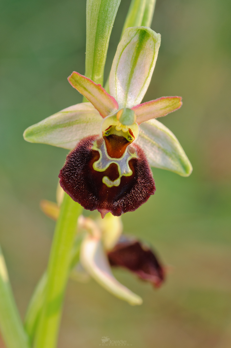 Ophrys morisii