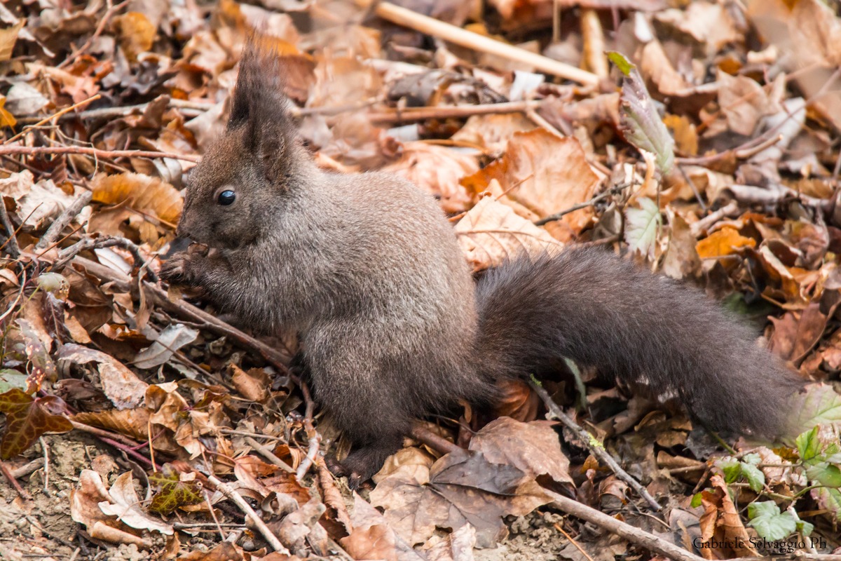 Scoiattolo isola della cona