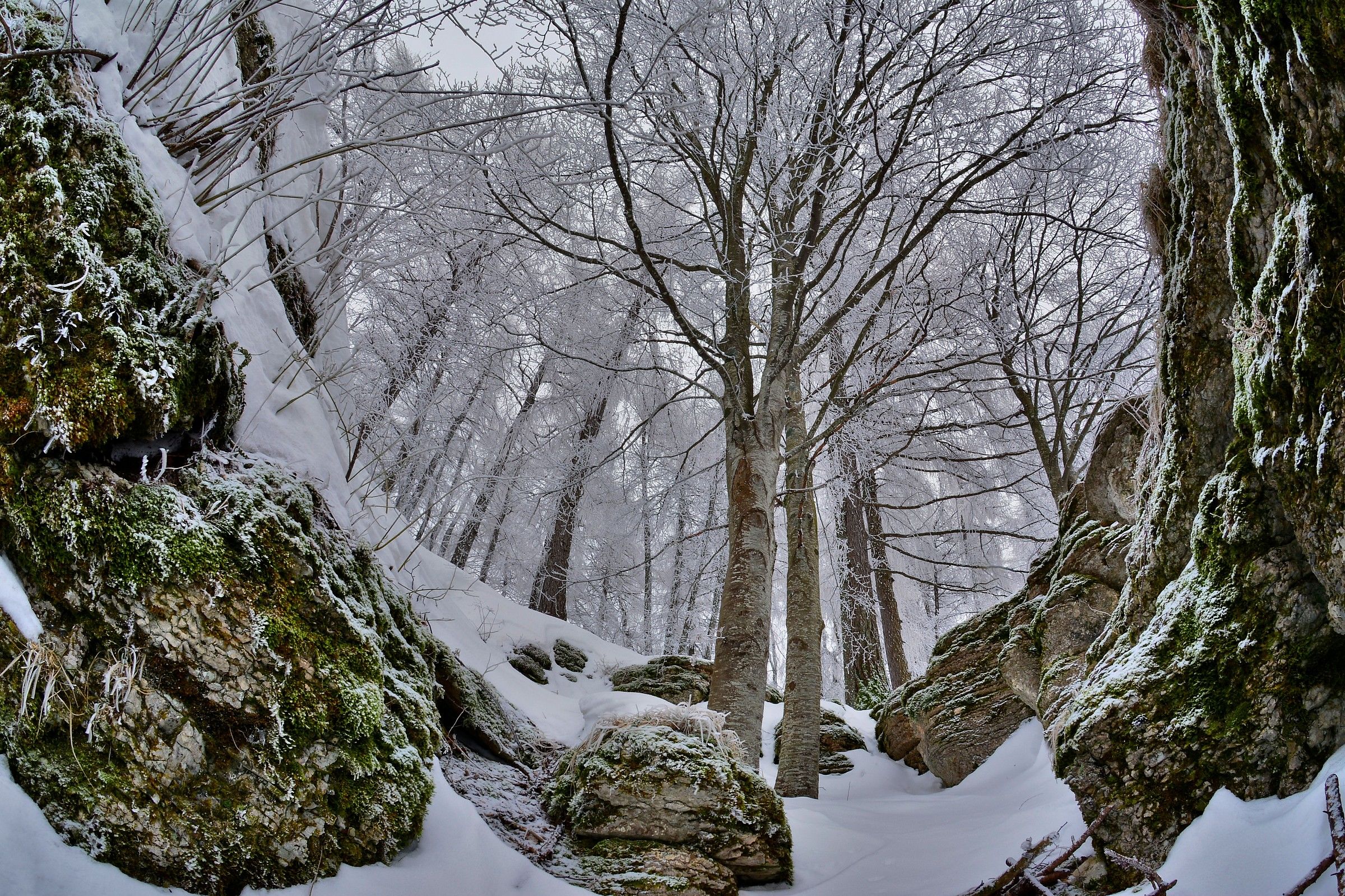 Uno sguardo al bosco
