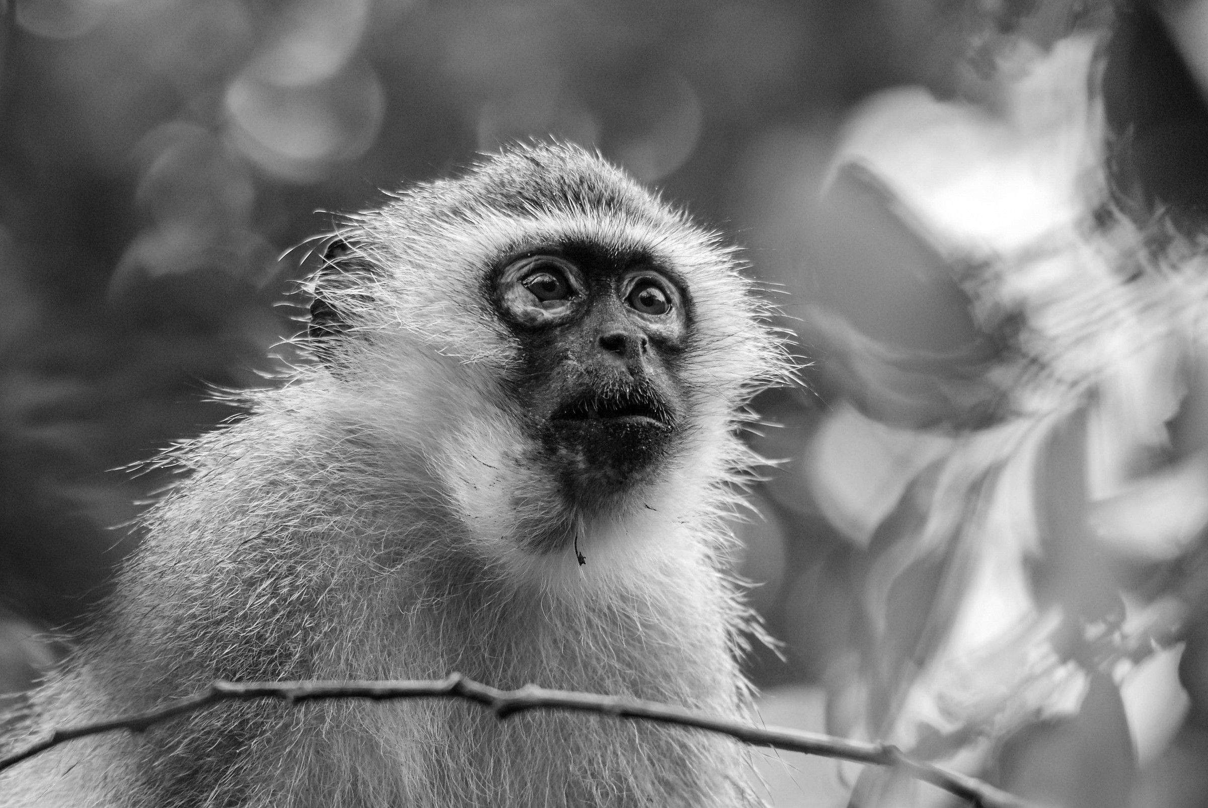 Vervet monkey