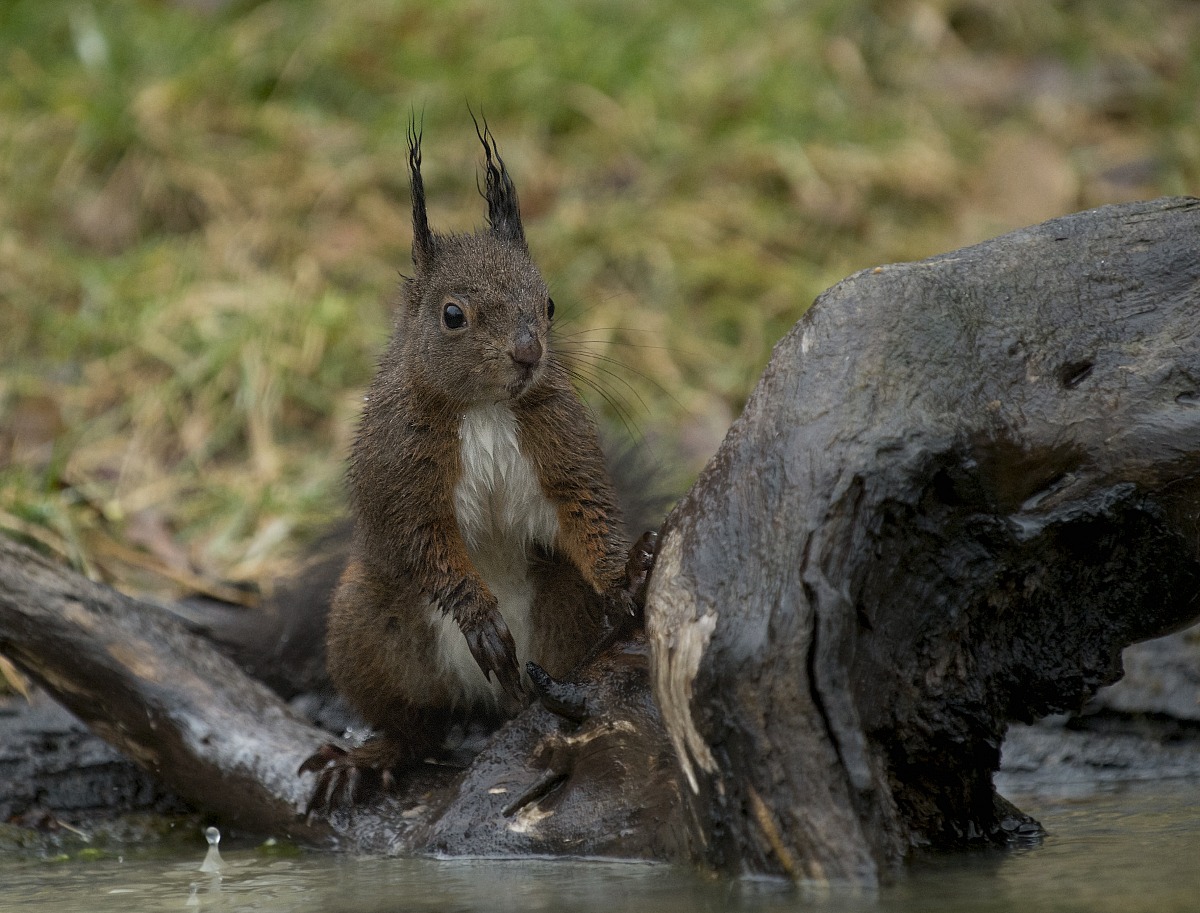 who knows if I will find food co st'acqua that comes dow...