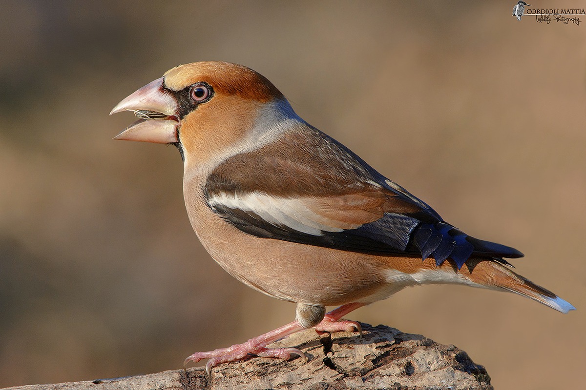 Purely Hawfinch