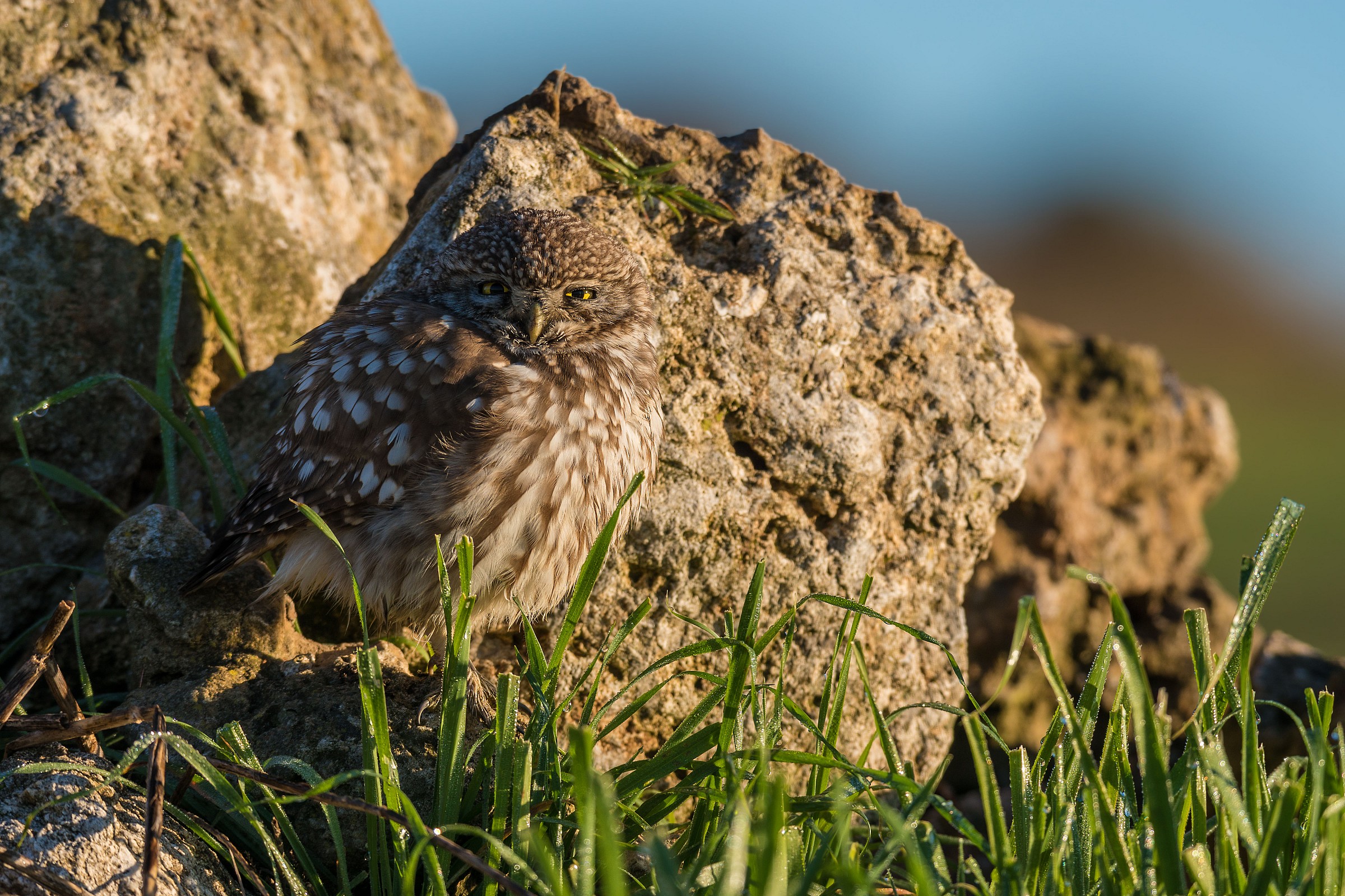 Almost a portrait for the little owl