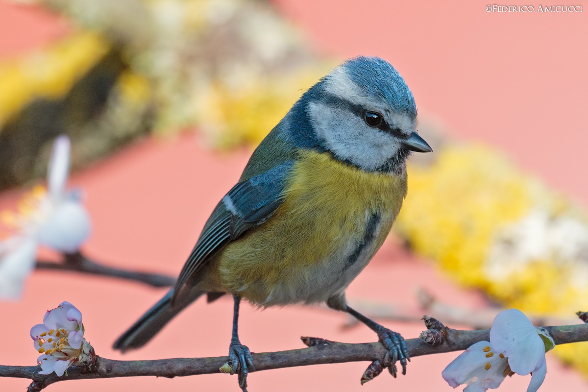 Cinciarella tra i fiori di Mandorlo...