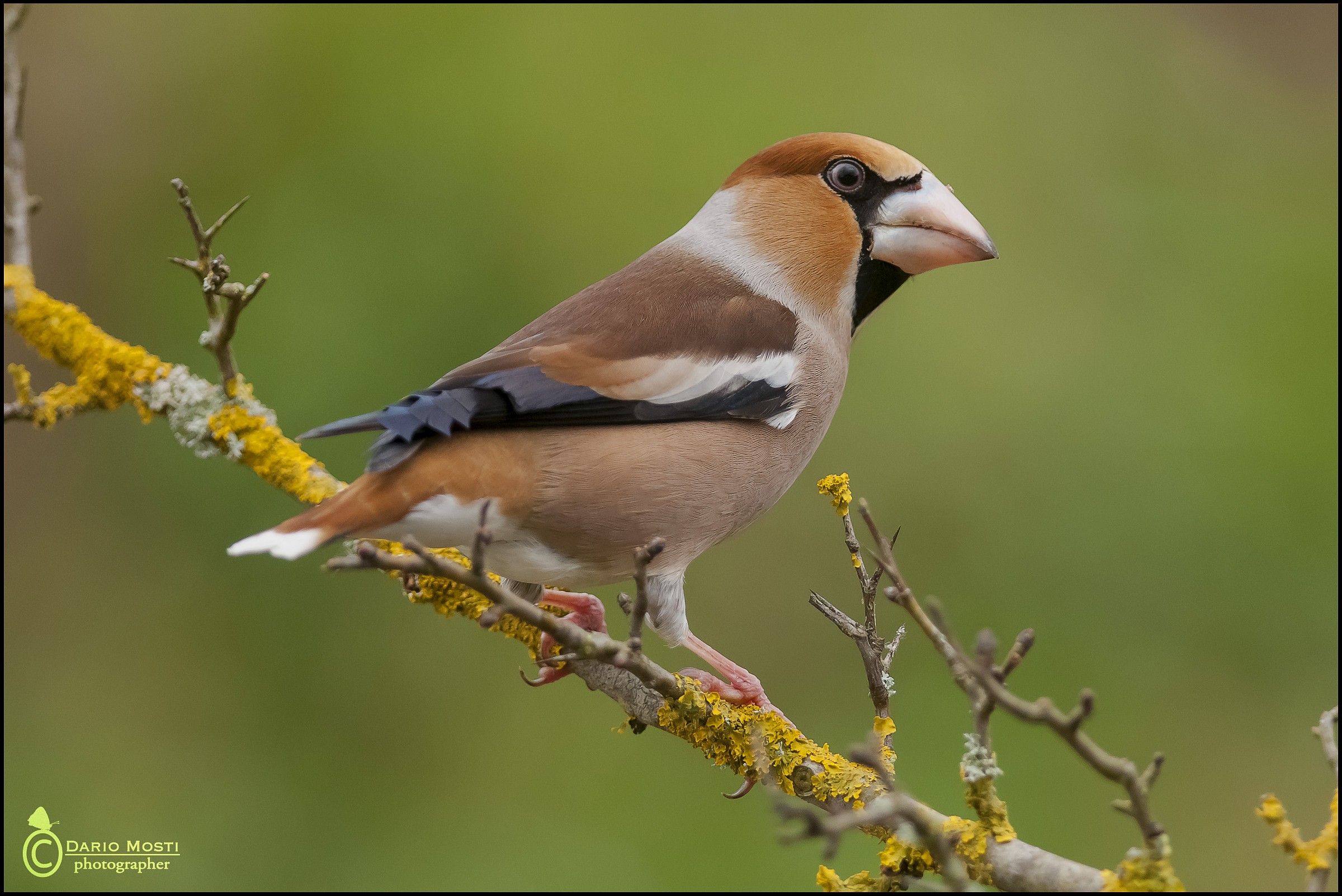 Hawfinch male