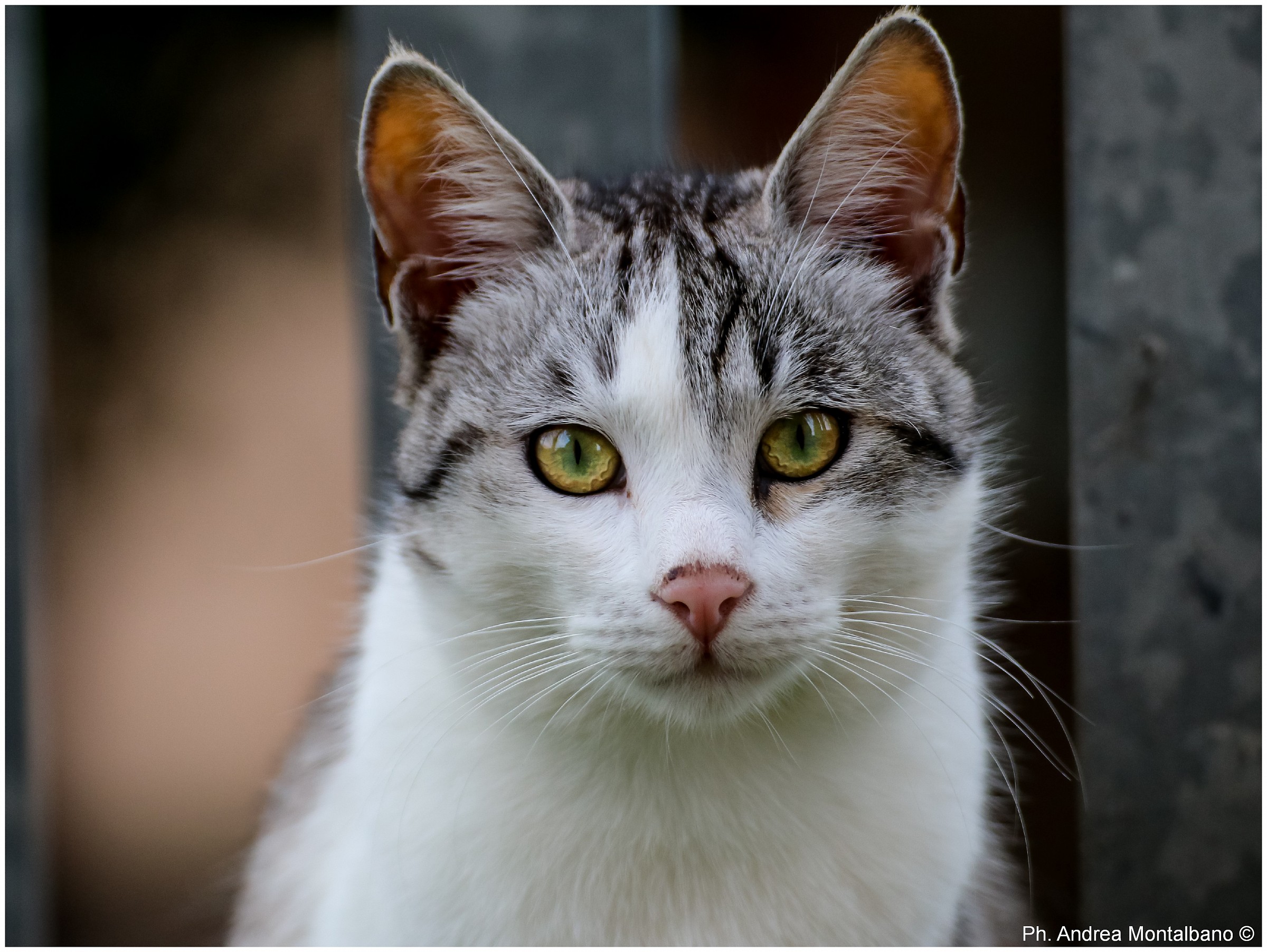 uno sguardo magnetico
