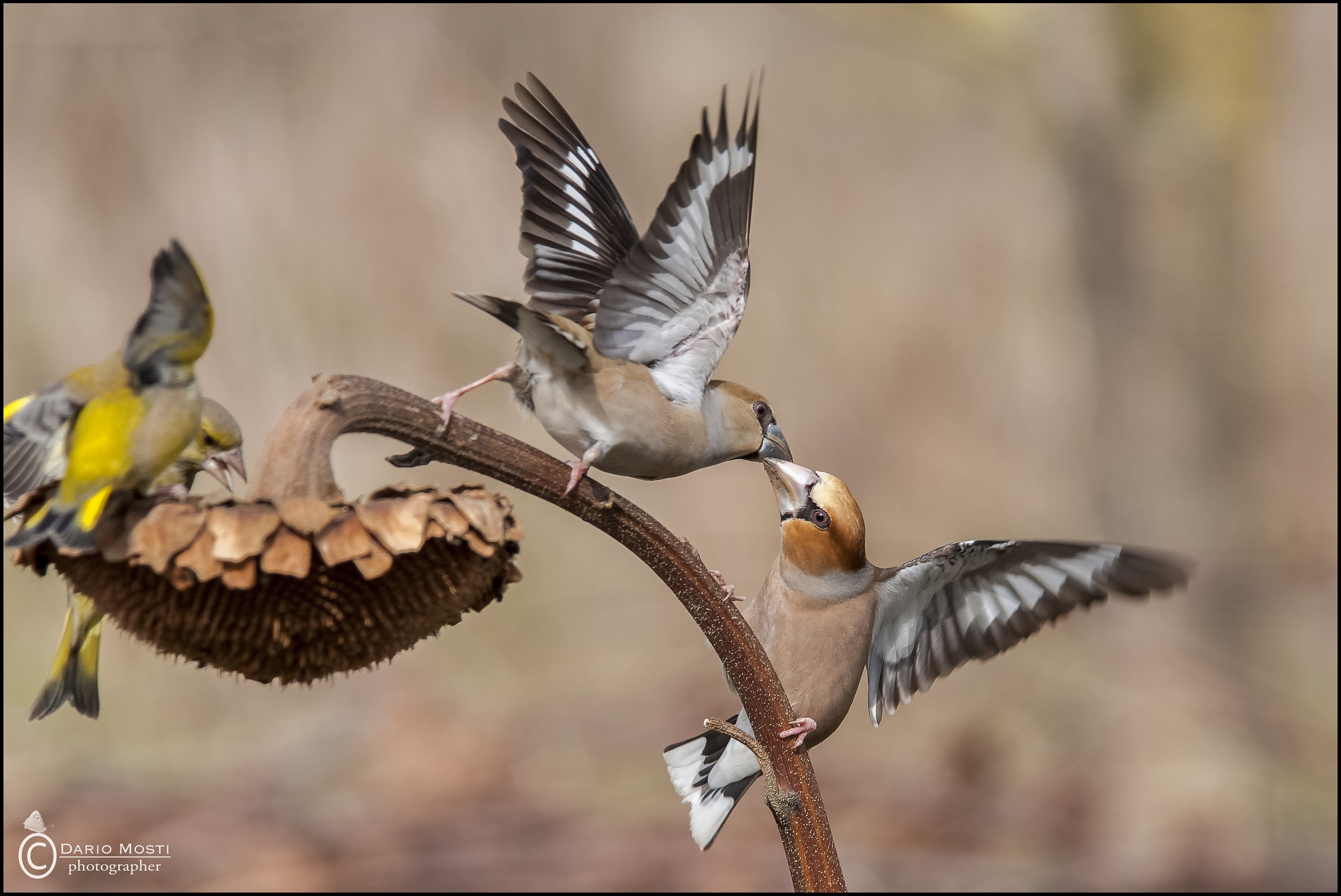 Pomicioni and furbaccioni