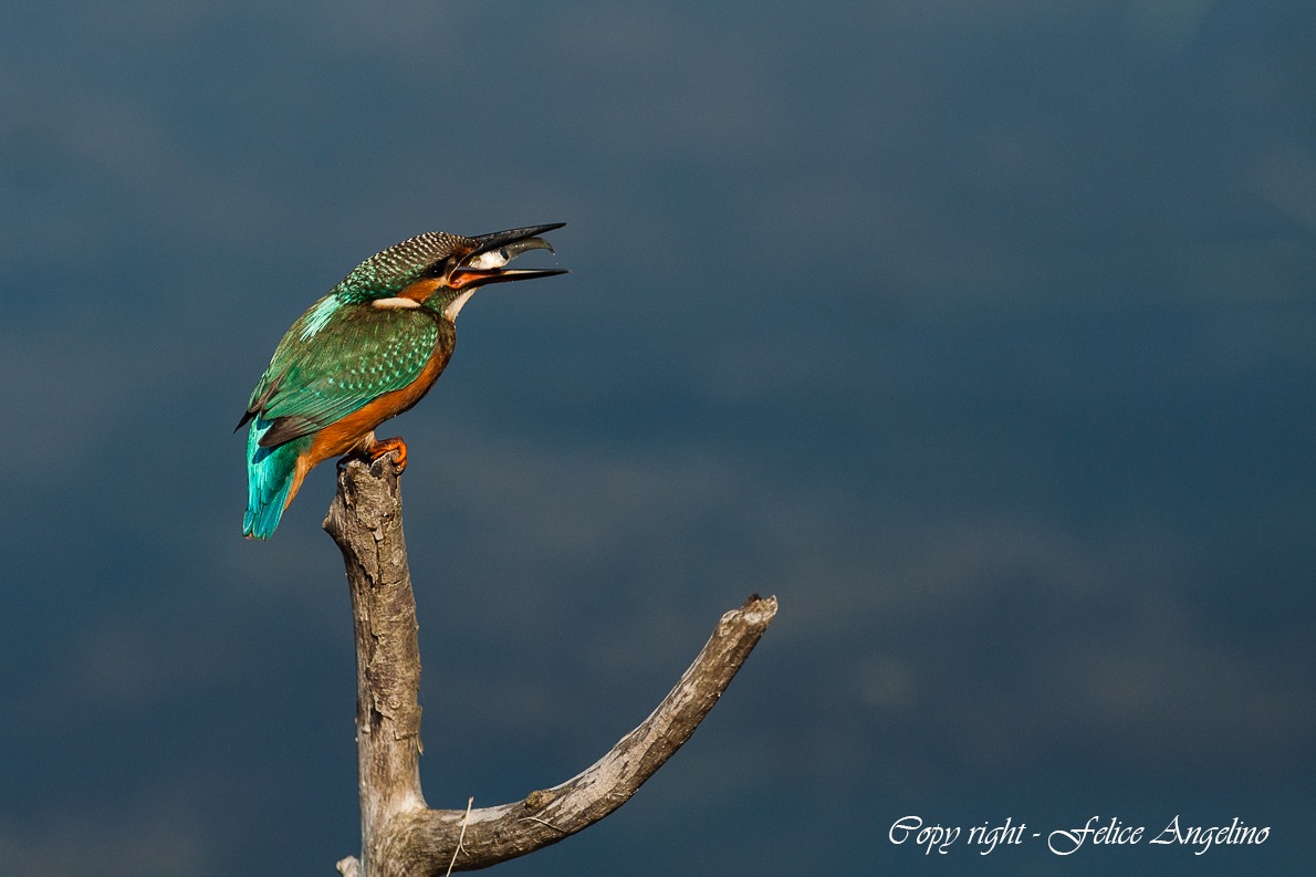 Kingfisher