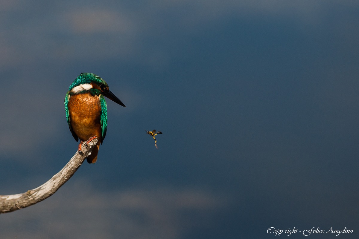 Kingfisher