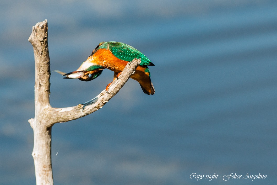 Kingfisher