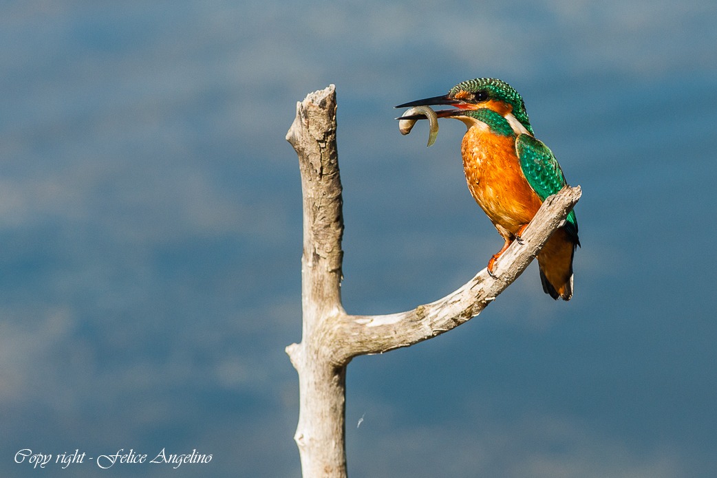 Kingfisher