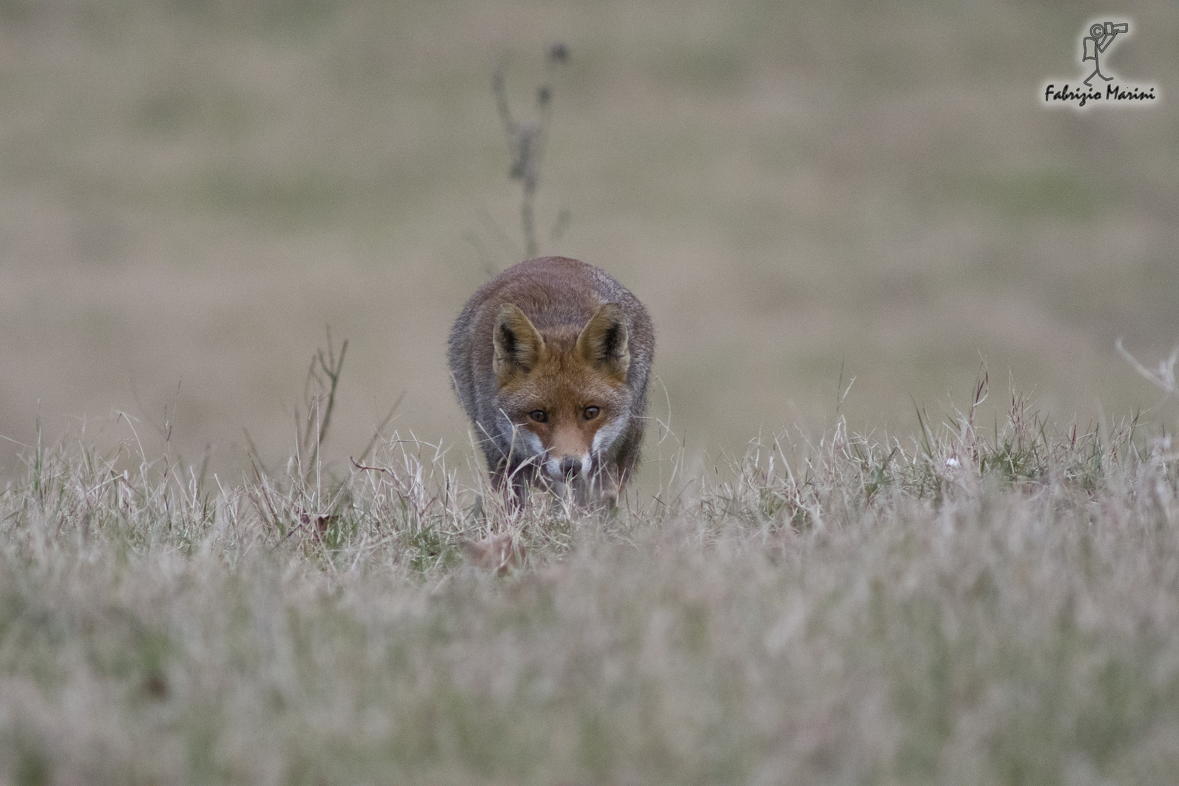 Volpetta alla Riserva Nazzano Tevere Farfa