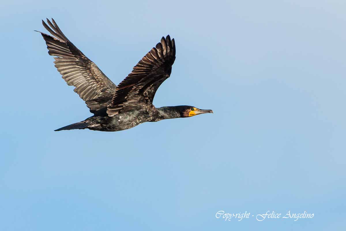 Cormorant