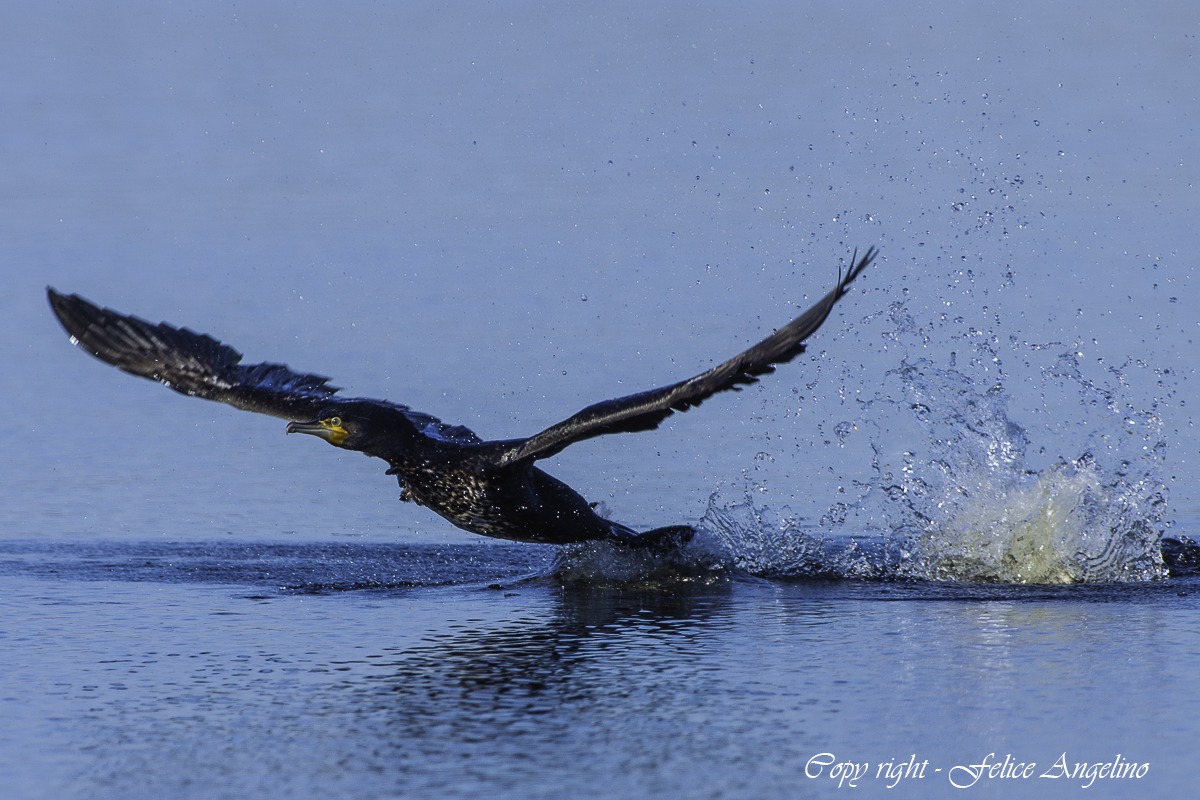Cormorant