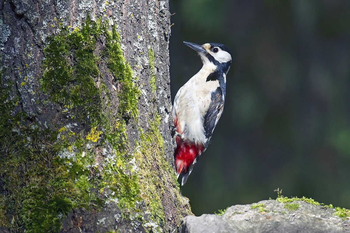 Woodpecker
