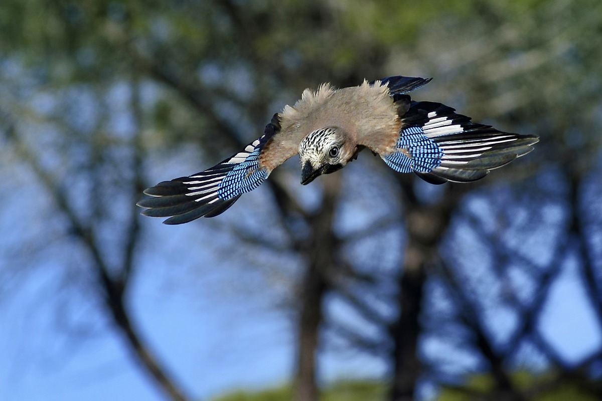 jay flying