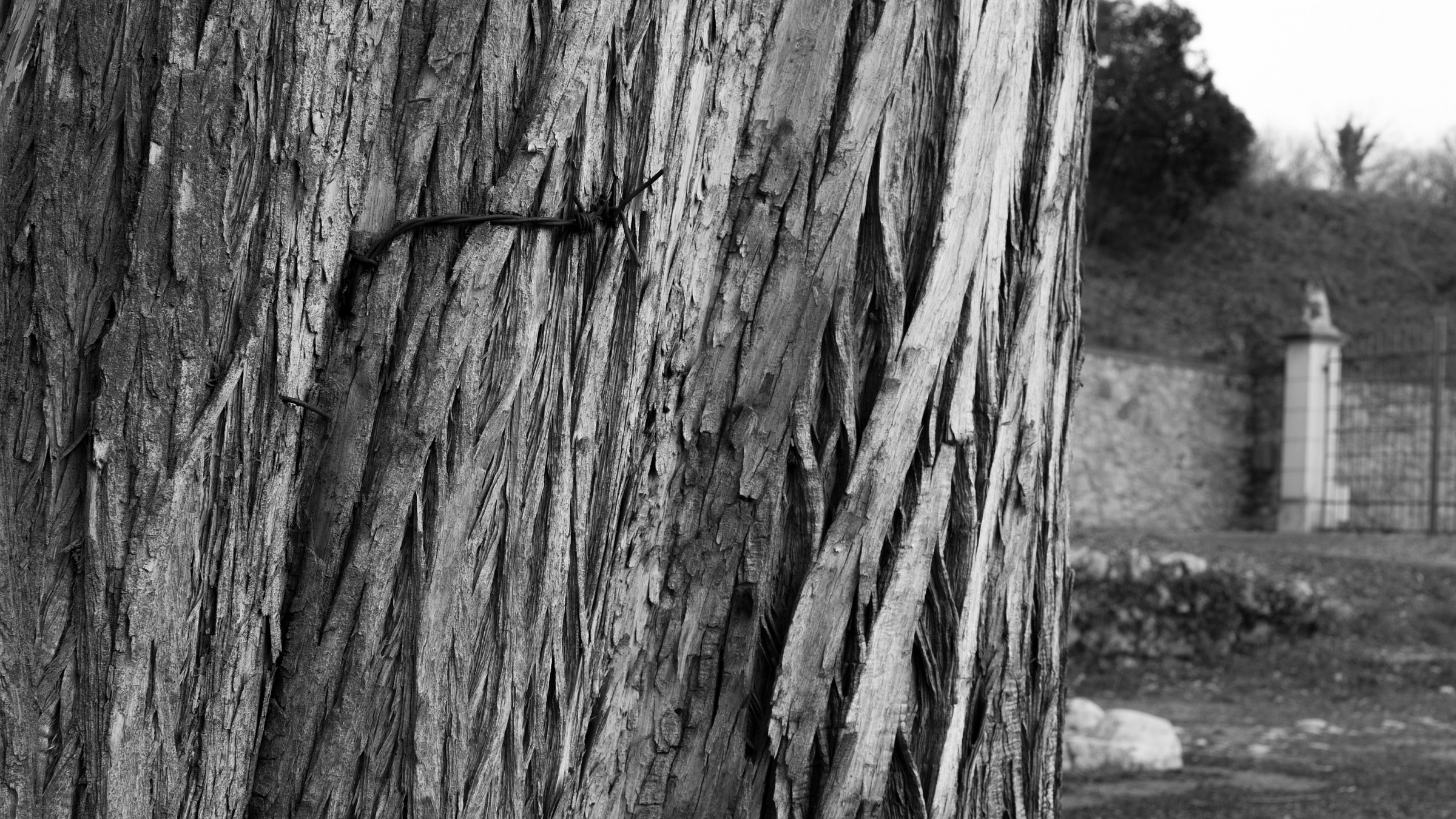 Filo spinato su Legno