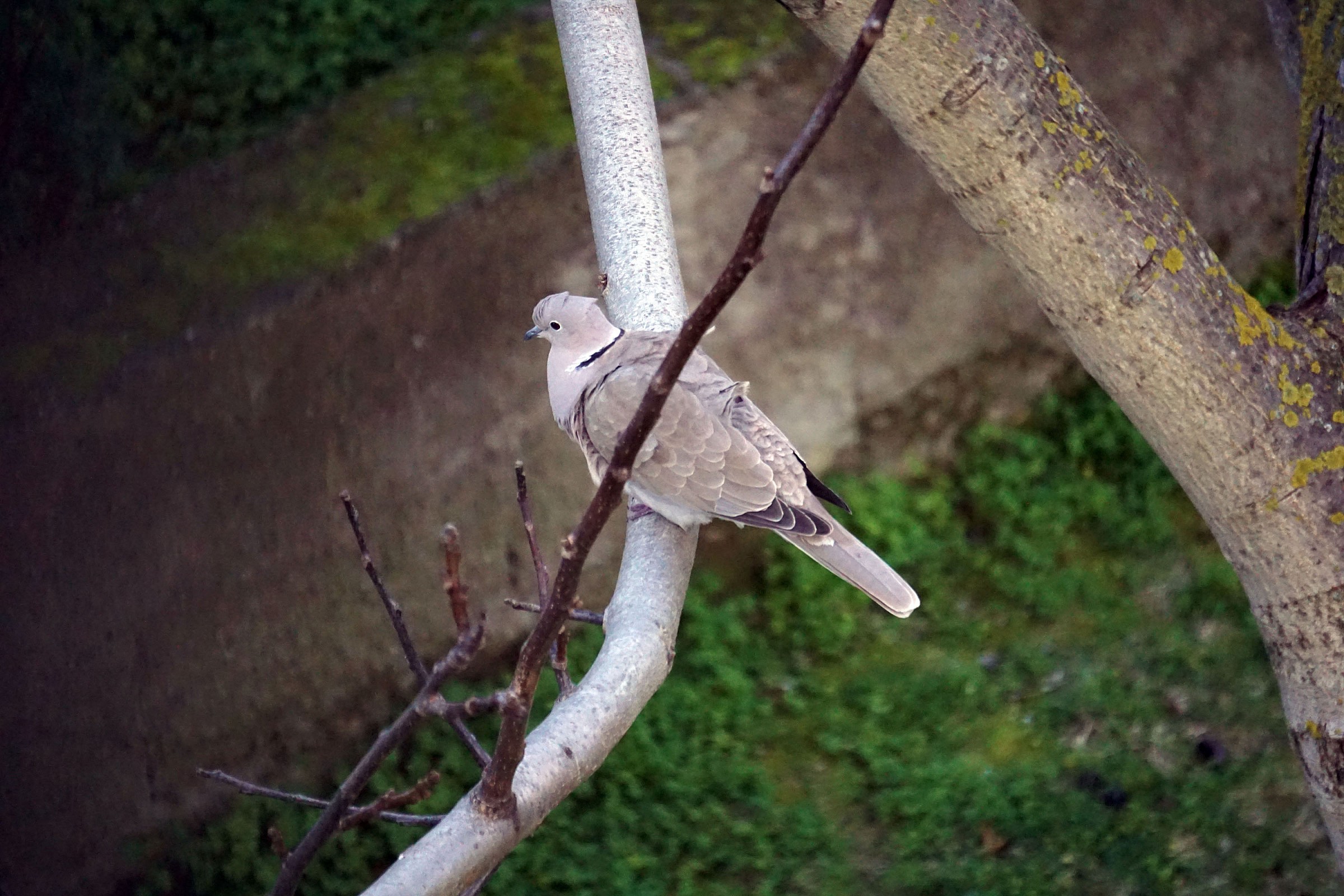 Turtledove