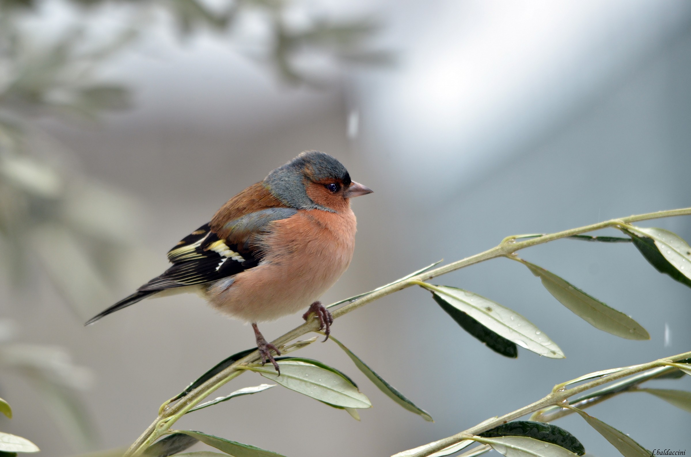 finch male