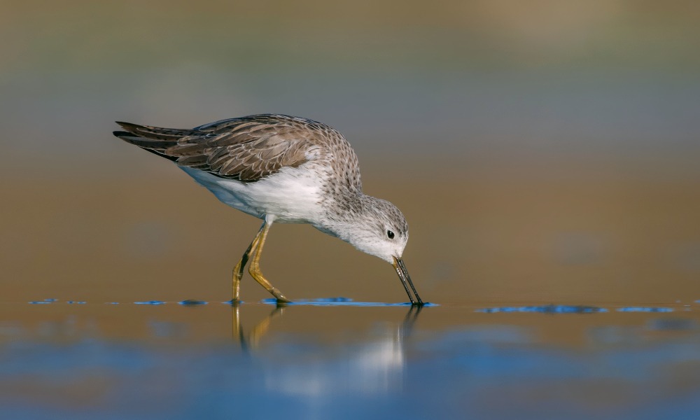 marsh sandpiper