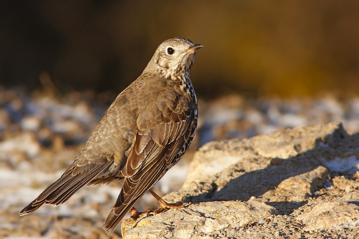 Mistle Thrush