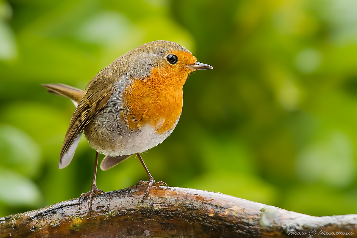 Robin with the 70-200 F4